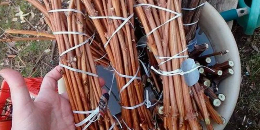 Не выбрасывайте ветки! Черенкование,что нарезать в ноябре для бесплатных саженцев