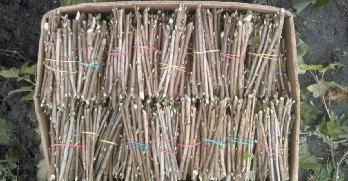 черенки смородины