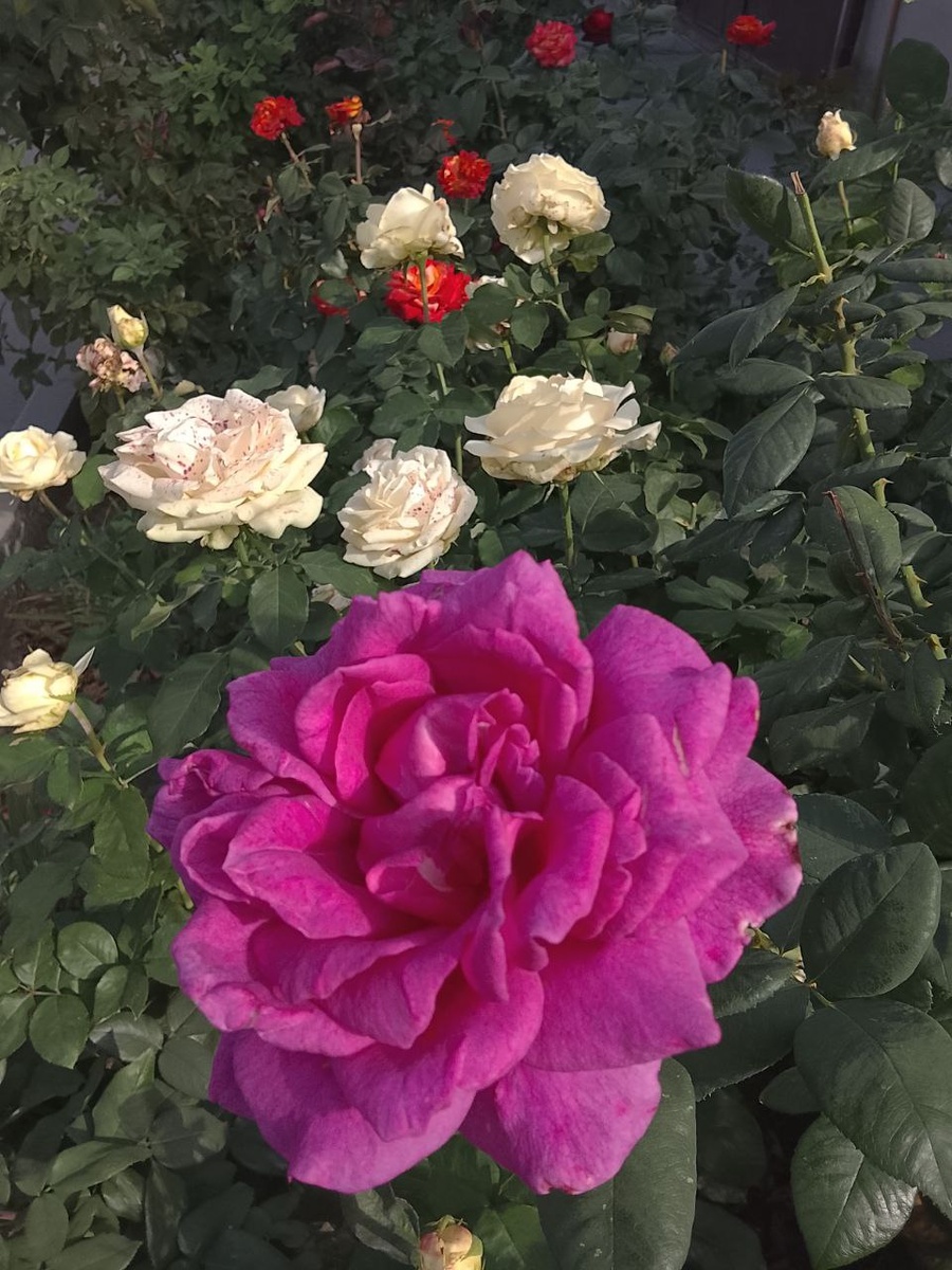 Мои розы. Фото автора