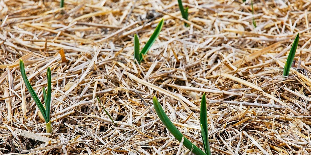Озимый чеснок пророс осенью: фатальности нет, есть задача