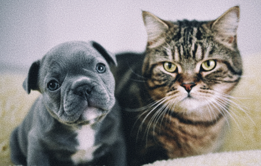 Дворовый кот взял шефство над щенком: история дружбы и взаимовыручки