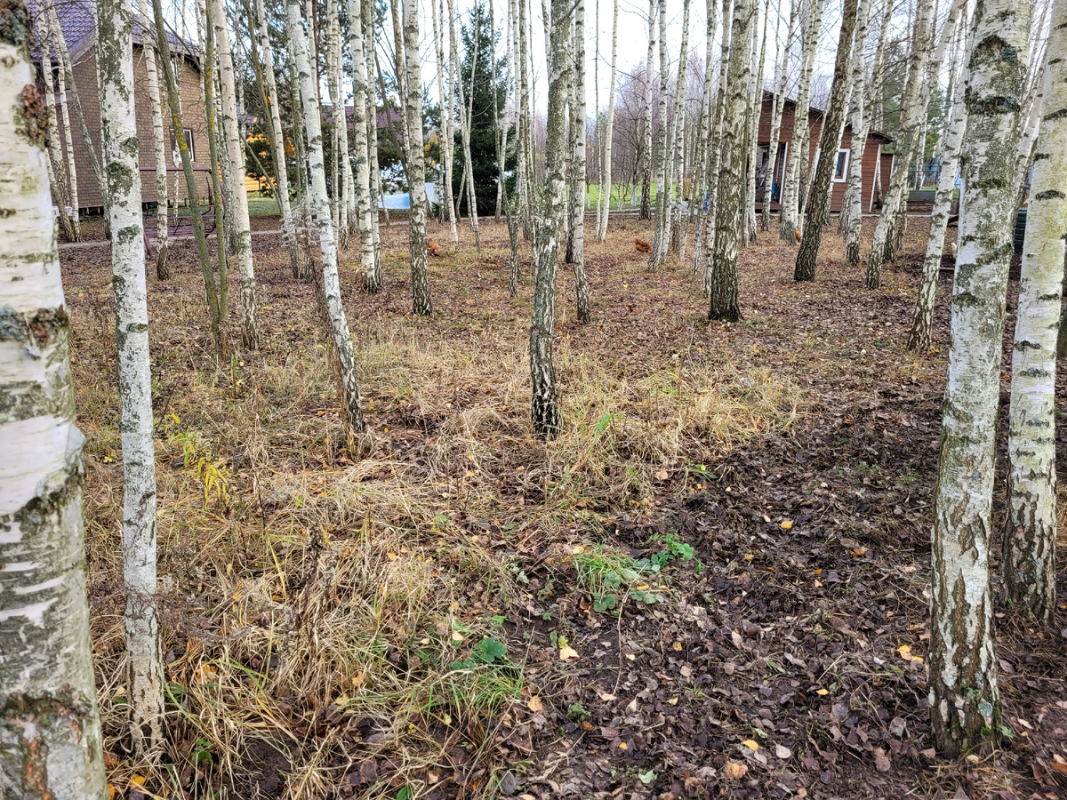 Все увидели травку?