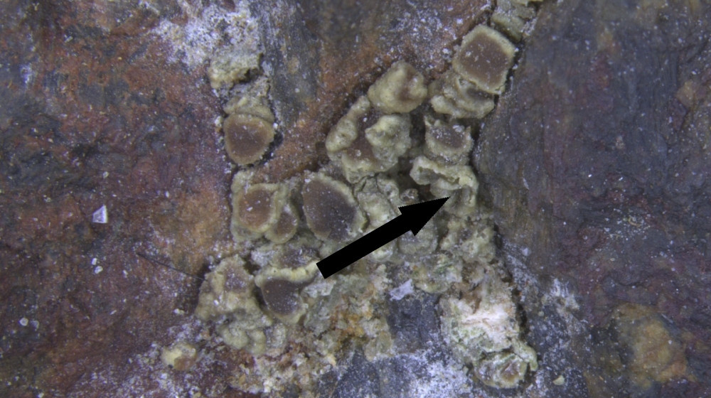    Уникальный минерал открыли на Кольском полуострове Его название связано с ученым-геологом