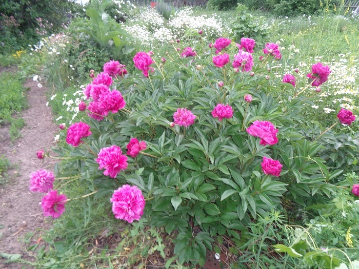 Фото автора. Мои любимые пионы. Сорт не знаю, если кто-то знает - напишите, буду благодарна.