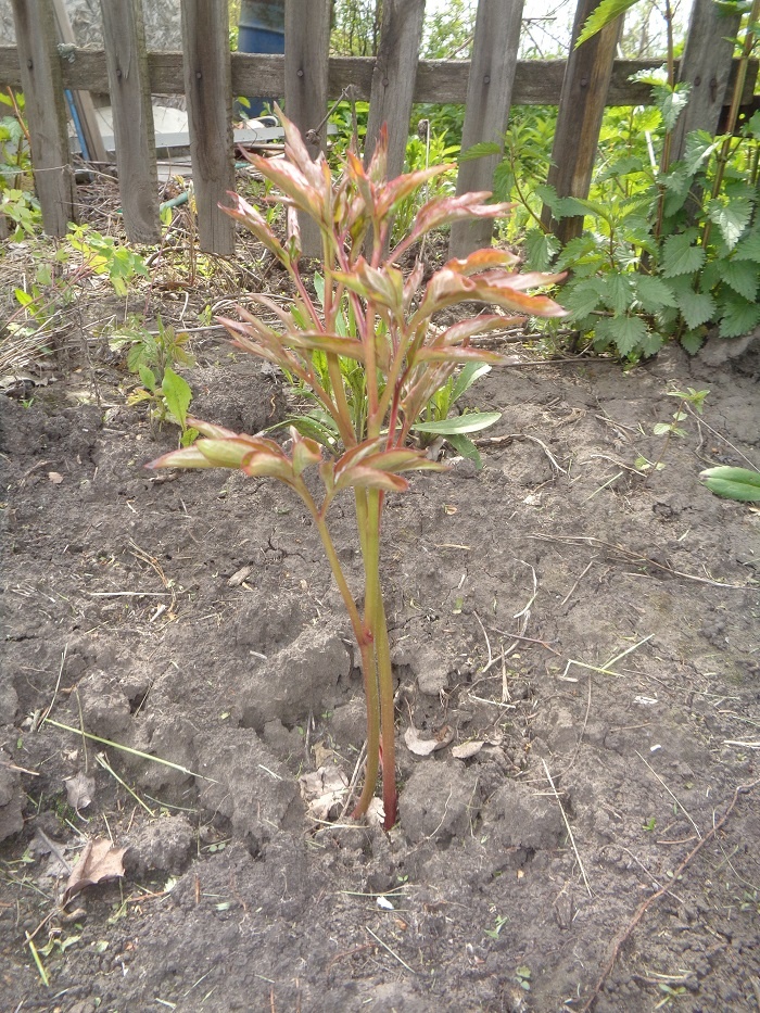 Фото автора. Млодой пион весной