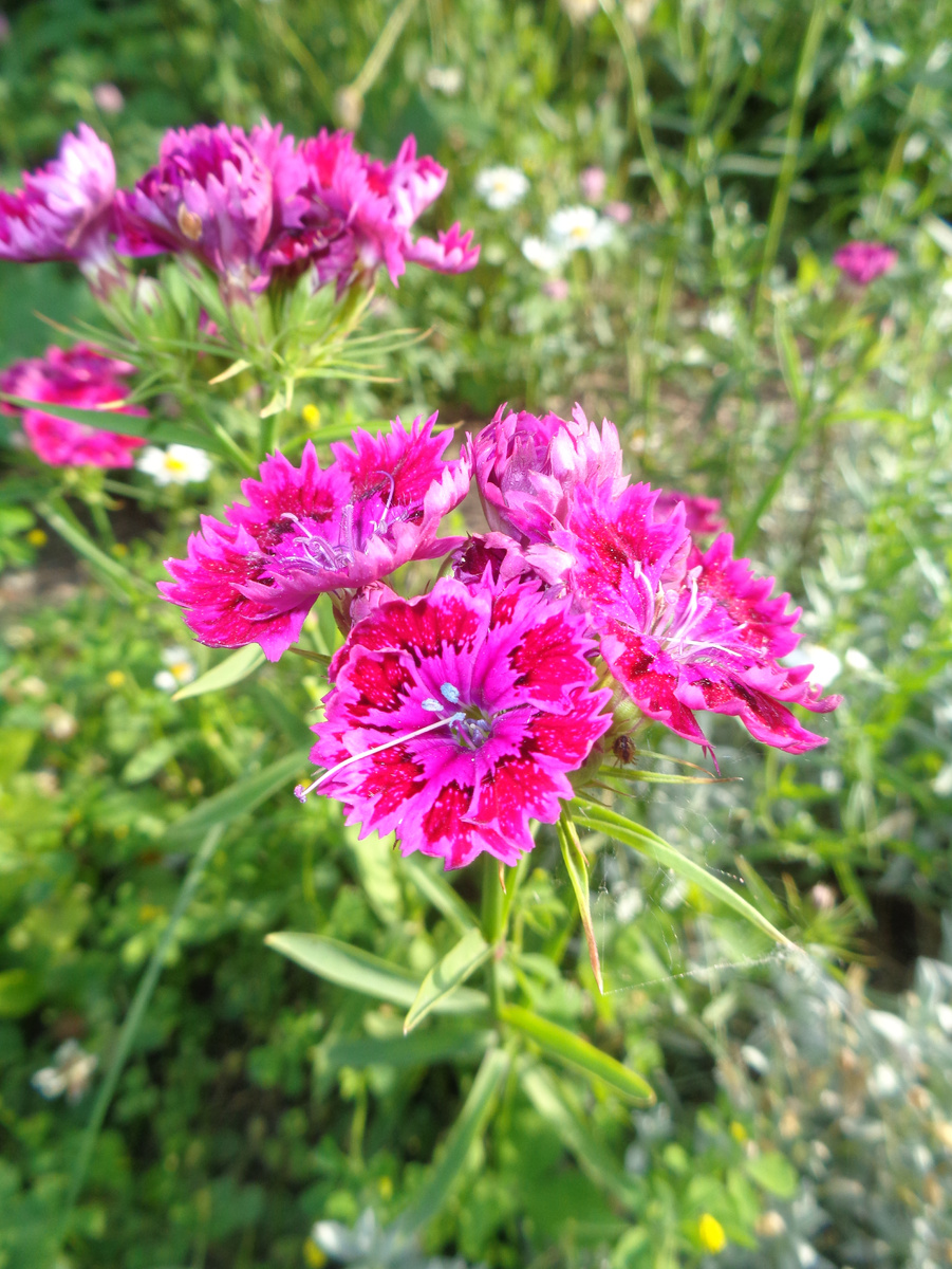 Фото автора. Китайская гвоздика