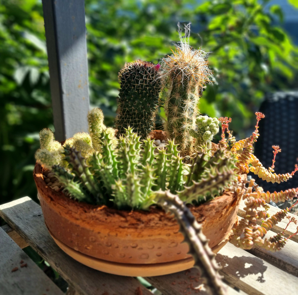 Фото: Зеленая леди, сад, семья и томатный сок 