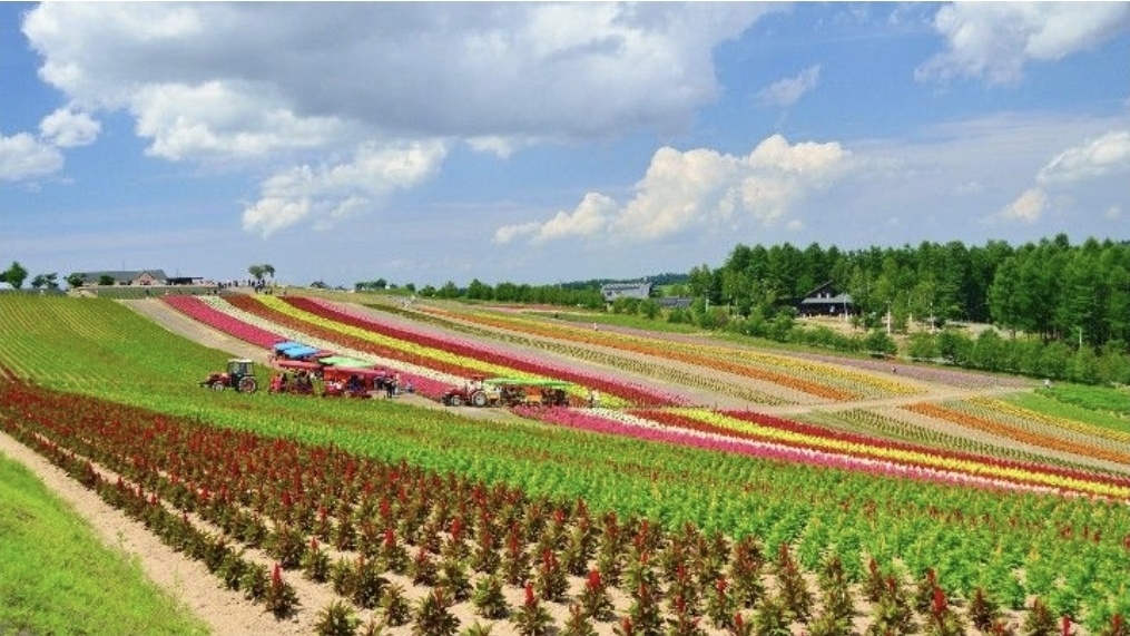 Обширная холмистая местность Сикисай-но-Ока — панорамный цветочный сад, раскинувшийся на семи гектарах в городе Биэй на острове Хоккайдо