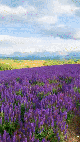 Сикисай-но-Ока — это живой музей природы и человеческого труда, где каждый цветок рассказывает свою часть большой истории