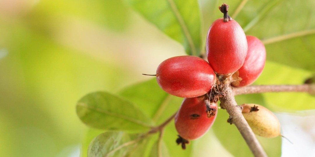 «Магический фрукт»: как вырастить и в чем его волшебство?