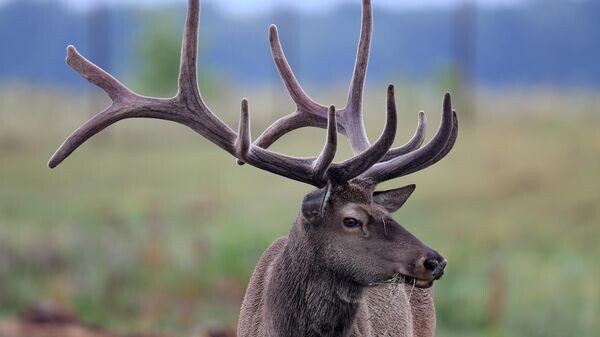    © Sputnik / Максим Богодвид