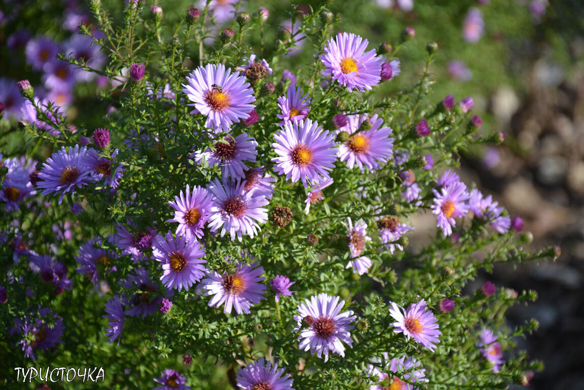 Осенние цветы в парке