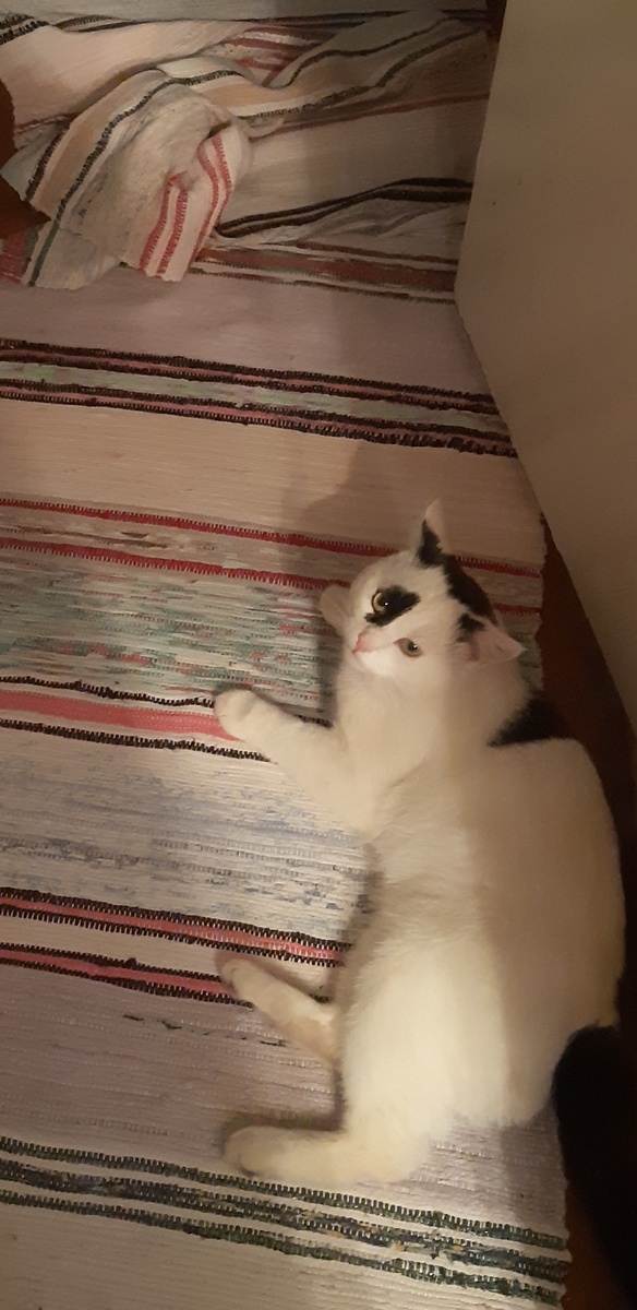  Я злая черноголовая кукушка-укушушка, не ходите здесь.Сидите дома.Только ломаете мне всё.