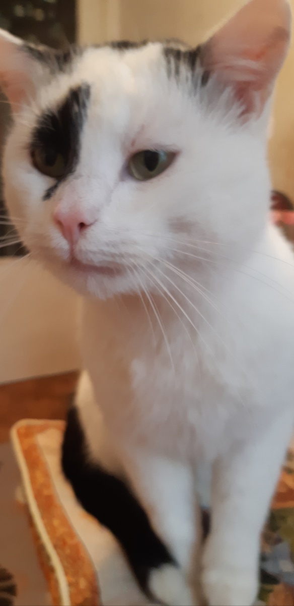 Матерь котья! Это чьи вы тут яйца жарите? Это мне всё нада! В гнездо.