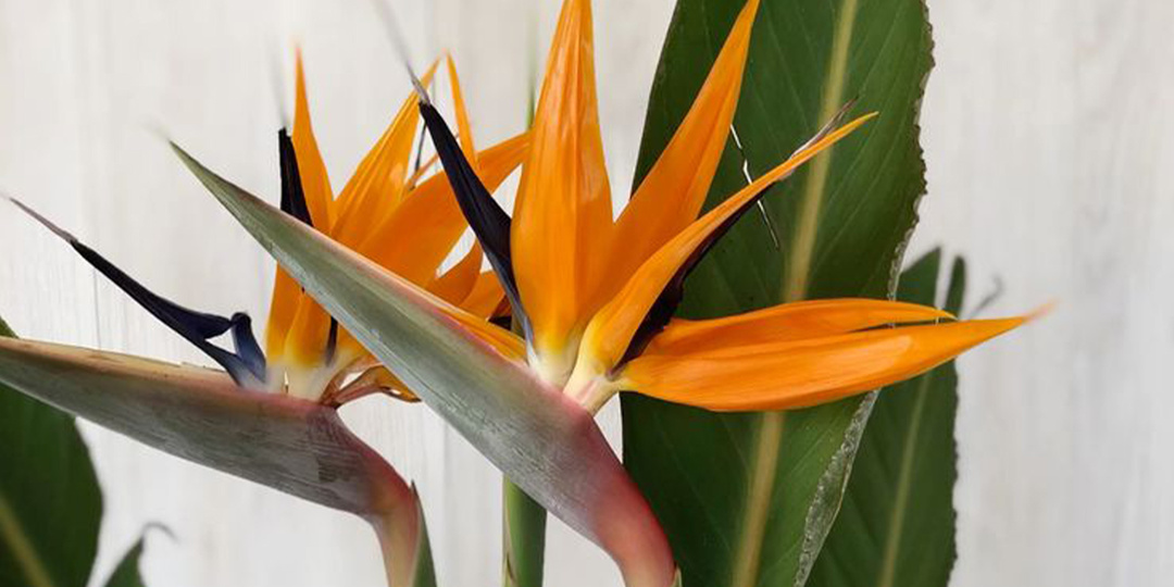 Как правильно ухаживать за домашней стрелицией?