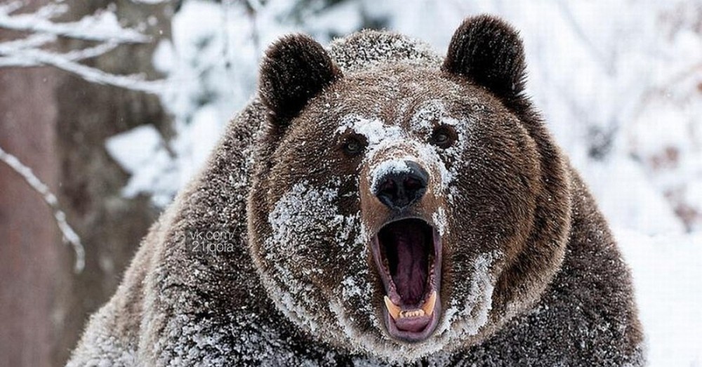 Убегая от медведя-шатуна, жена предложила: "Давай колбасой его подкормим!"