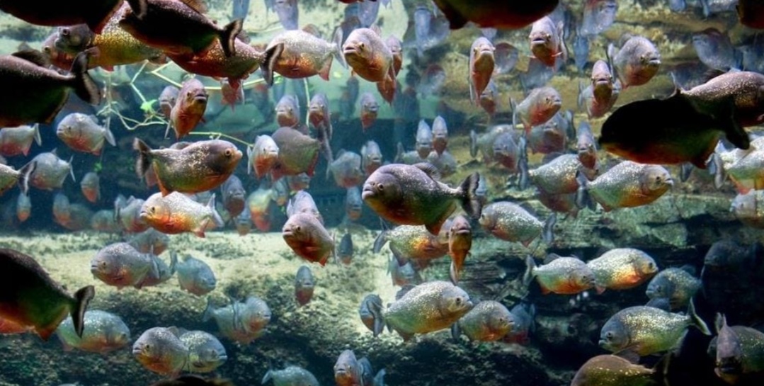 «Стая краснобрюхих пираний в Амазонке — обратите внимание на строение челюстей»