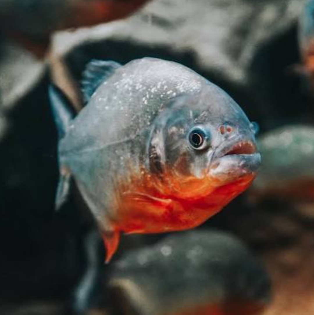 Краснобрюхая пиранья.