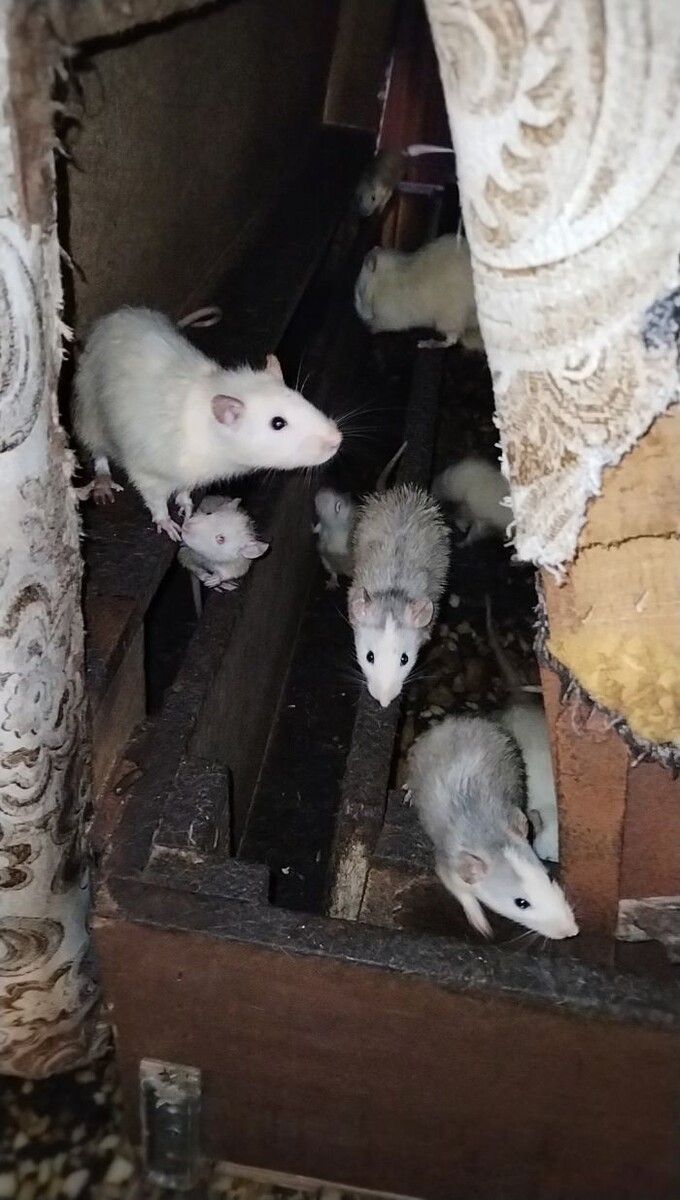    Фото: Telegram-канал 4 канал | Екатеринбург | Новости