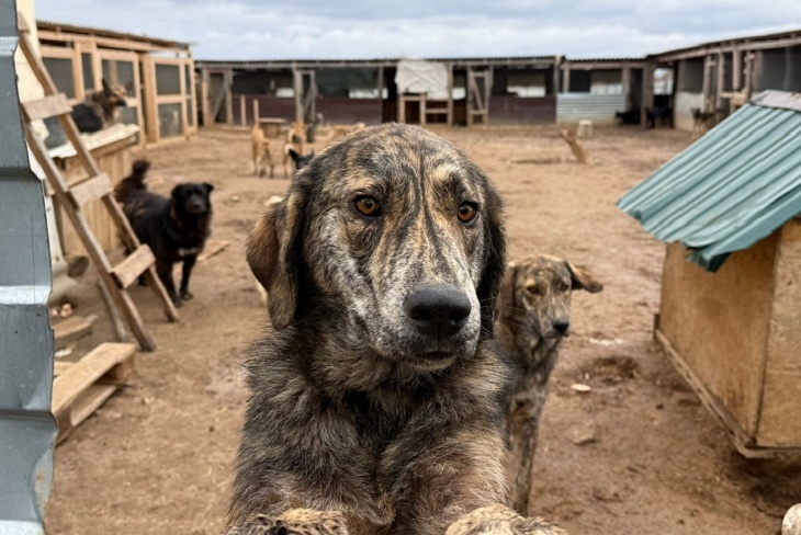 Под Волгоградом продали землю с приютом для собак-инвалидов...