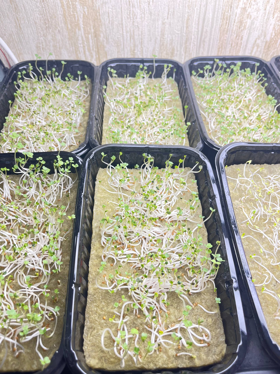 Первый день после выставления зелени на свет