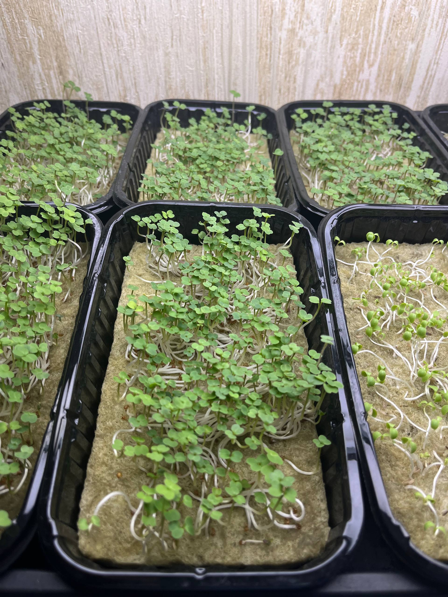 2 дня после выставления на свет