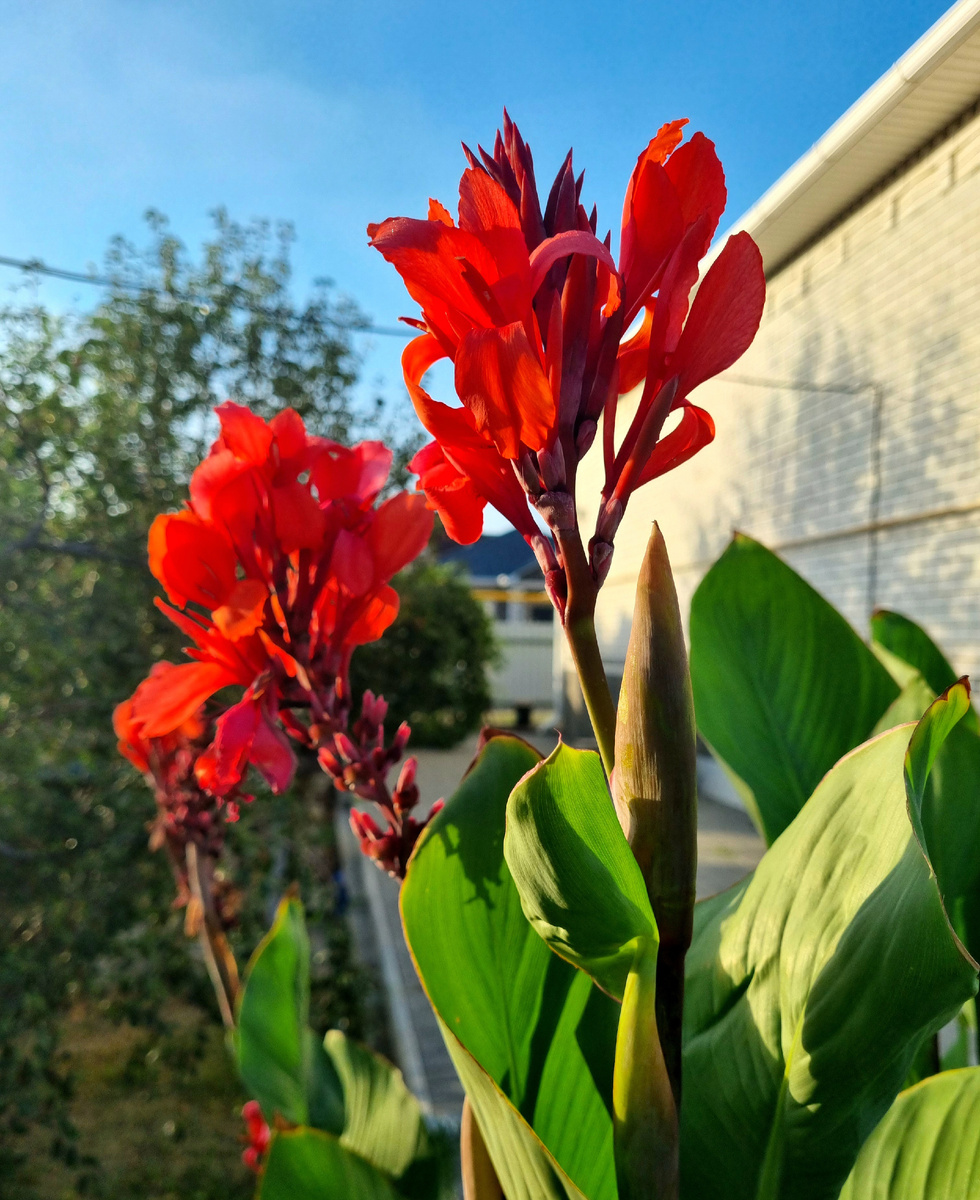 Фото: Зеленая леди, сад, семья и томатный сок