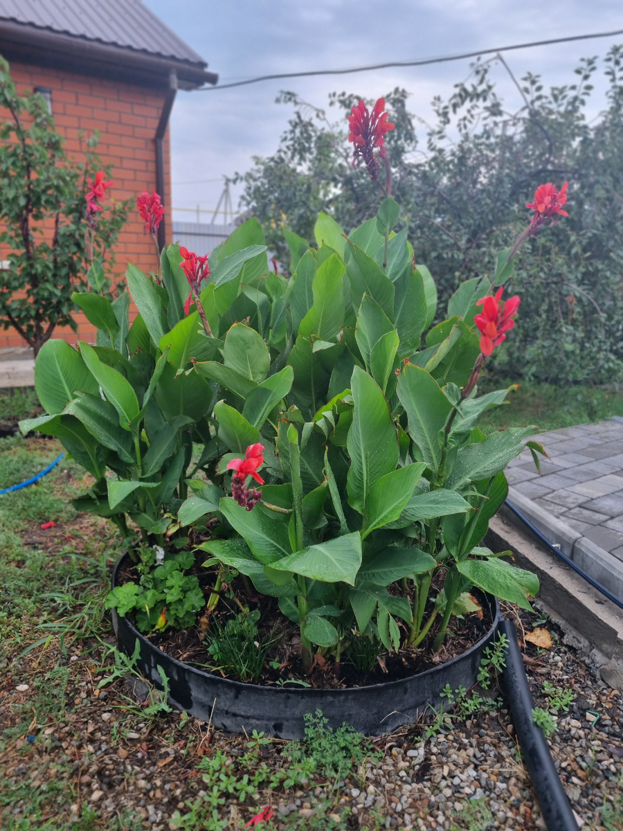 Фото: Зеленая леди, сад, семья и томатный сок