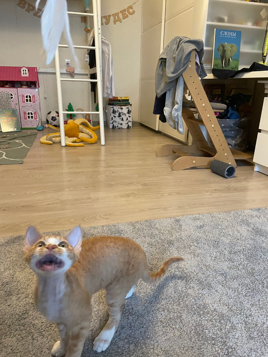 Оливер, пытающийся произвести подобный звук (у него получается скорее странное щебечущее мяуканье)