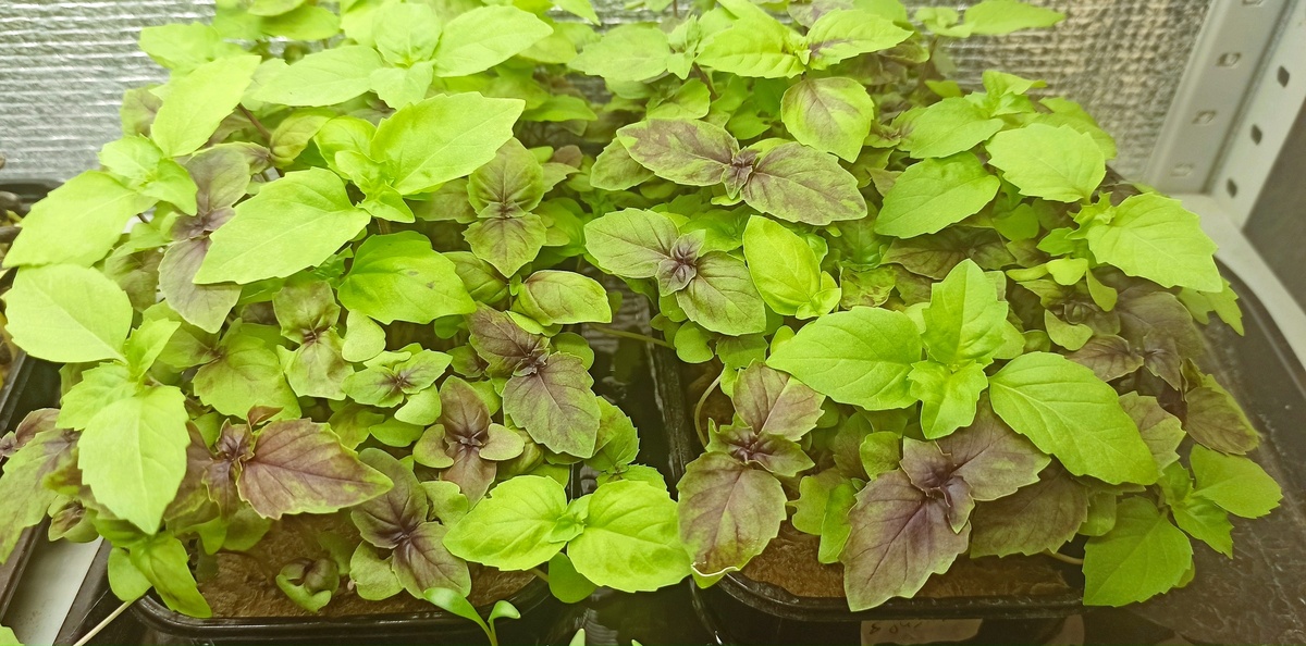 базилик беби-листья