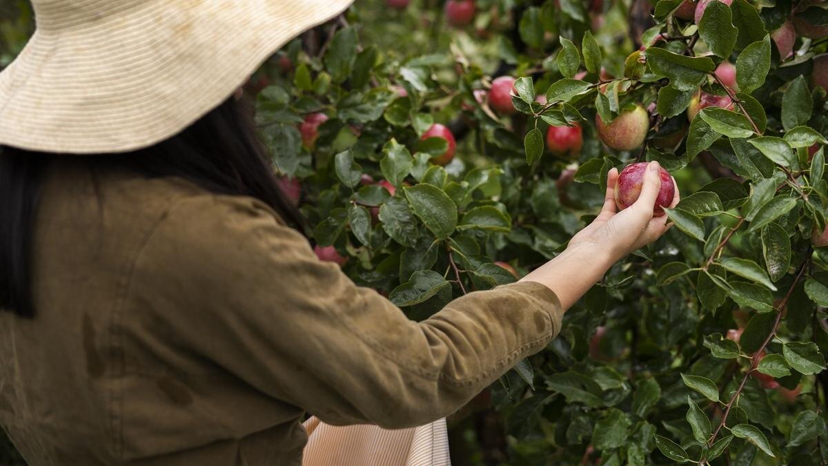 Источник: https://www.moneytimes.ru/news/september-gardening/104807/