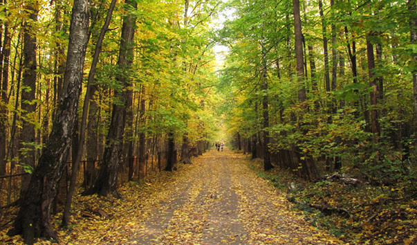 Источник: https://portel.ru/turizm/timiryazevskij-les