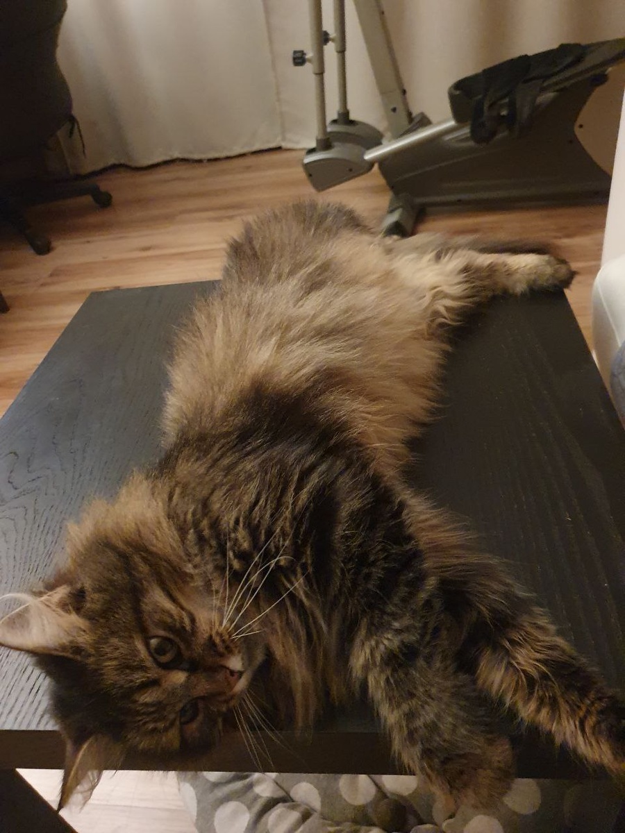 Мисти уже чувствует себя, как дома