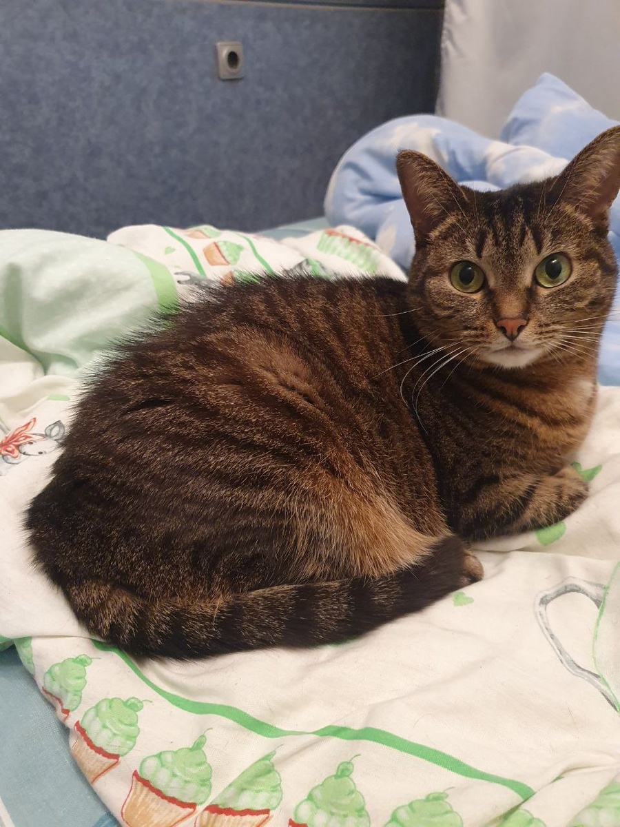 А вот Рокси не даёт шерсти надолго опускаться, хотя она точно давно дома