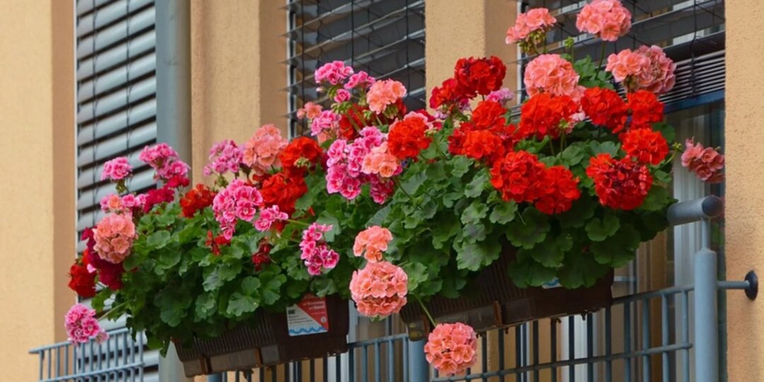 «Мещанский» цветок: 20 уникальных свойств герани