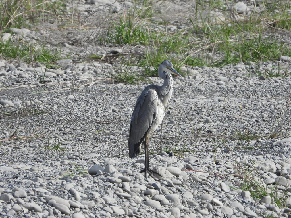 Серая цапля