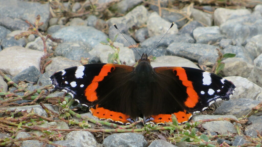 Бабочка адмирал 