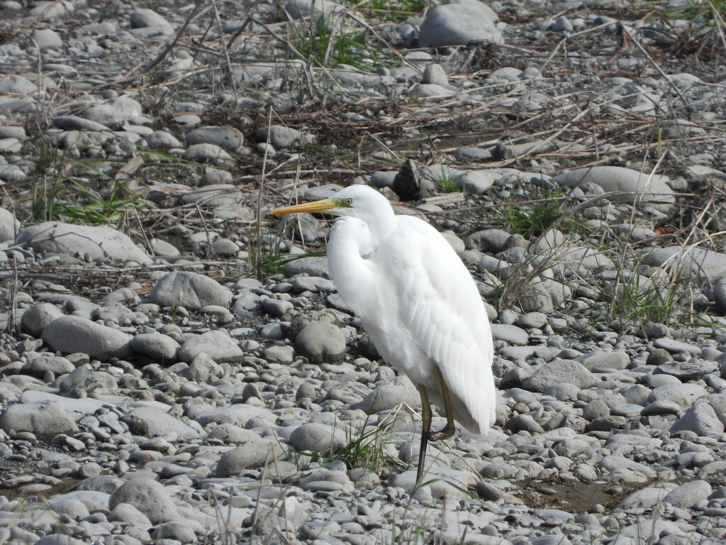 Белая цапля. Инвалид
