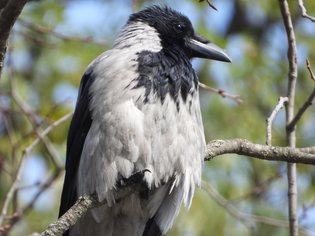 Серая ворона