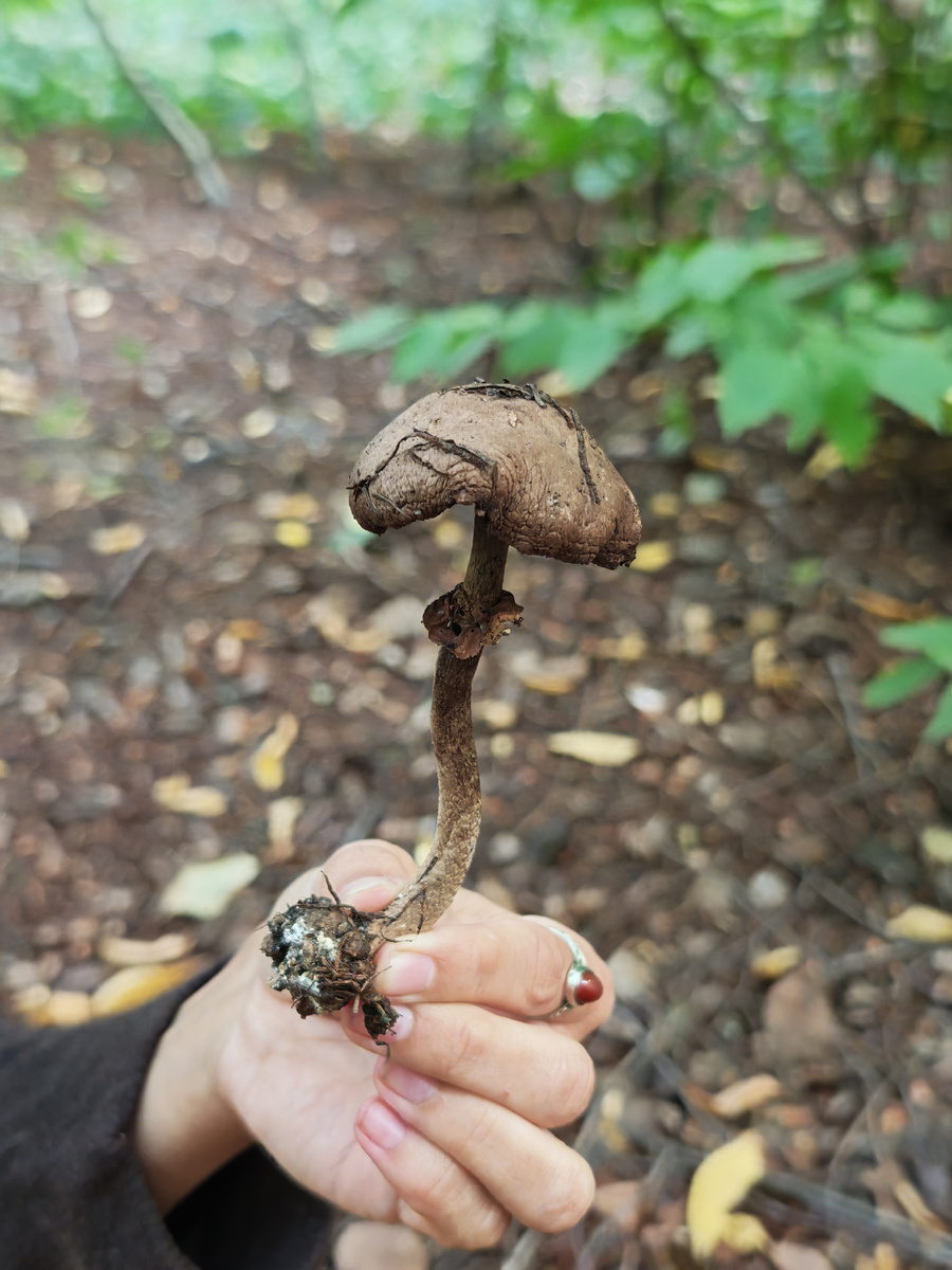 Шампиньон ::: Нам рассказали, что обычно мы собираем грибы незрелыми. Когда же у них созревают споры, то они уже имеют, мягко говоря, непрезентабельный вид, как на этом фото