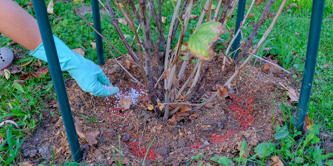 30 минут осенью — и смородина отблагодарит вас урожаем: пошаговый уход за кустами