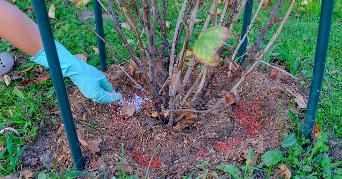 Готовим кусты смородины к зиме. (боремся с тлей, подкормка)