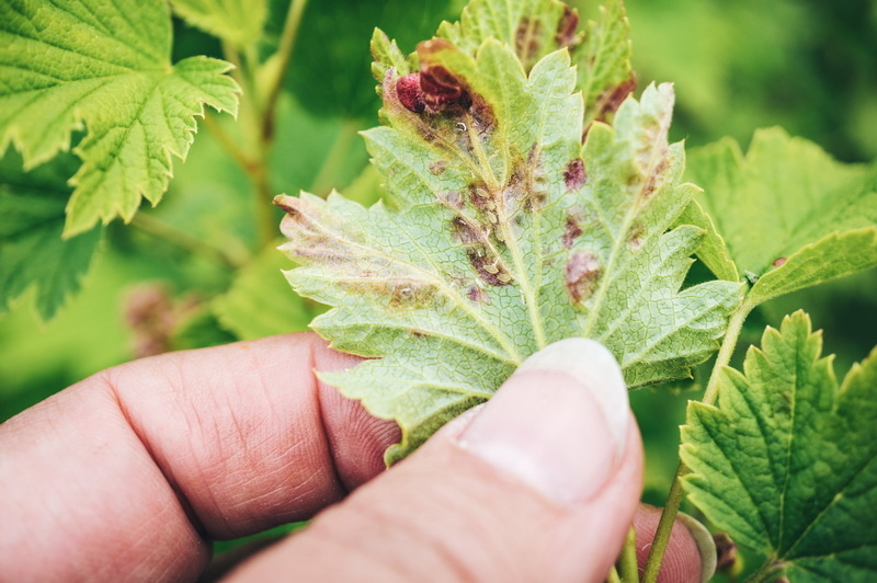 Как определить что на кустах смородины есть тля
