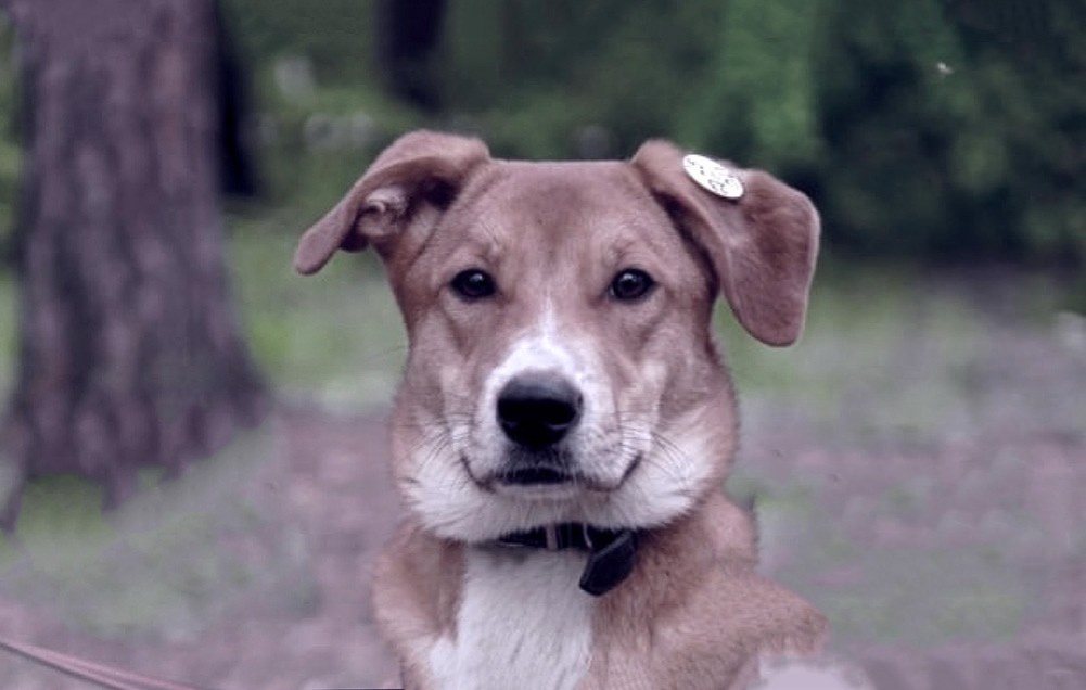     Фото: благотворительный фонд «ЗооЗащита» / zooekb.ru