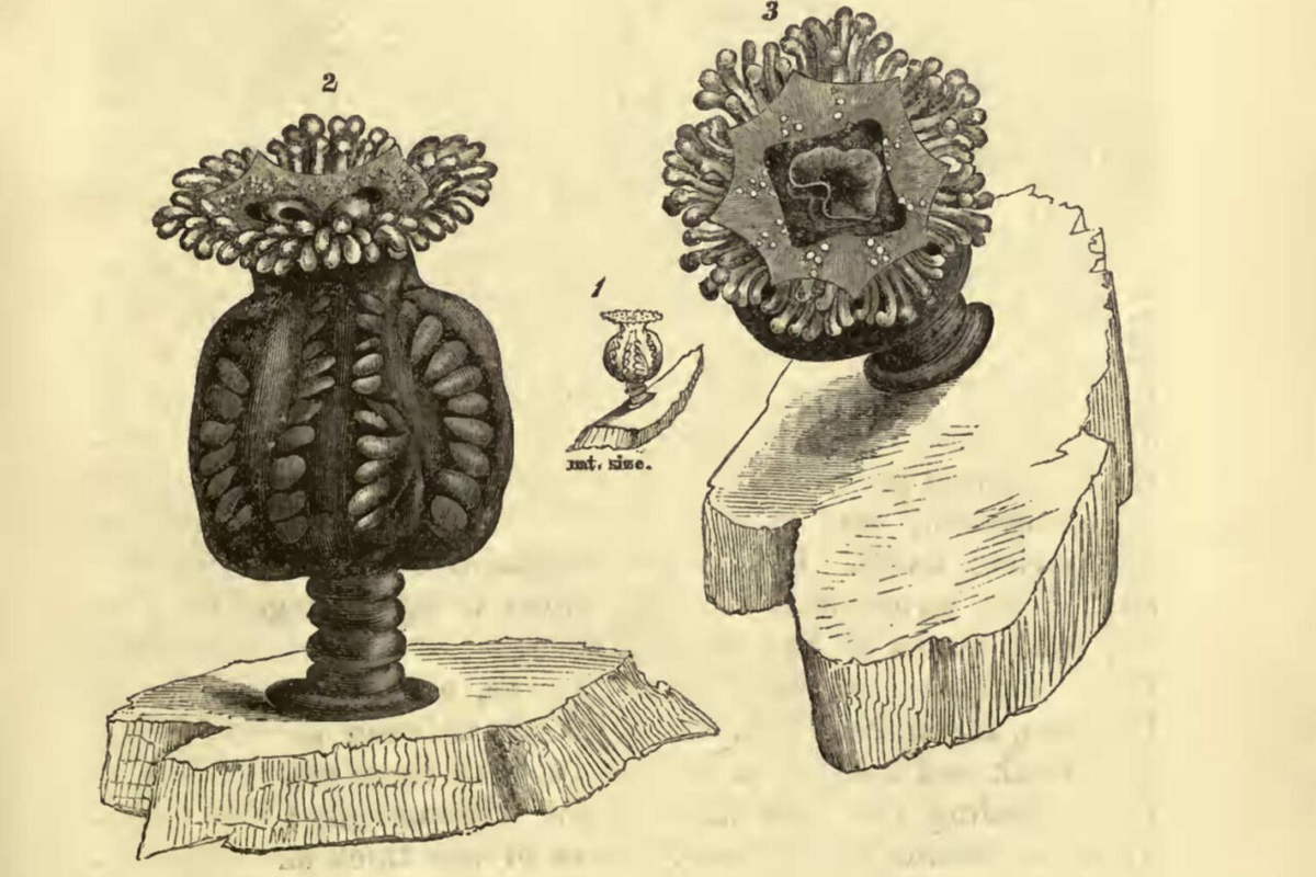 Эти причудливые медузы были подробно описаны в викторианскую и эдвардианскую эпохи, а затем считались вымершими в конце XX века