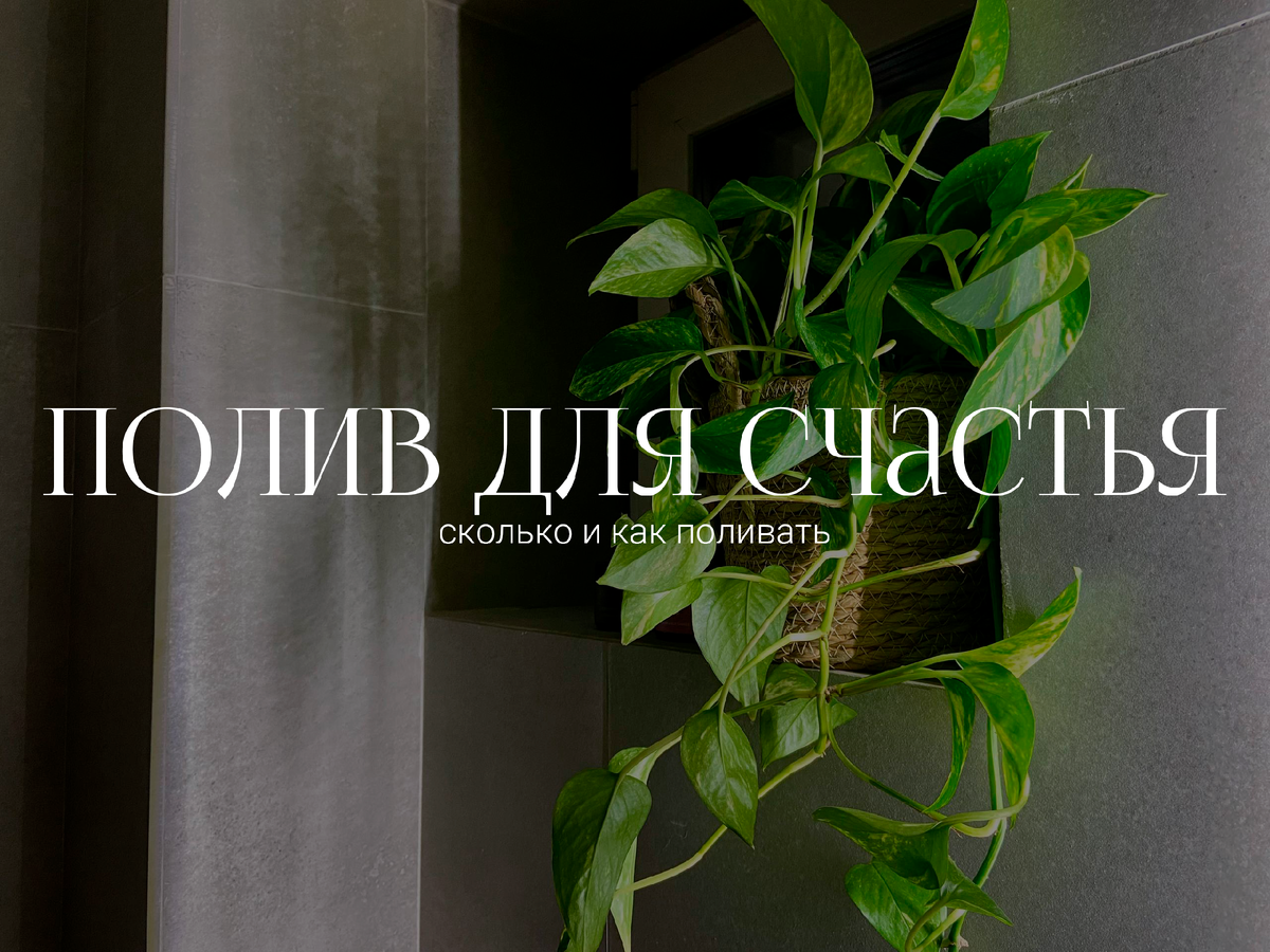 Полив для счастья, сколько и как поливать растение, чтобы оно росло, цвело и благоухало