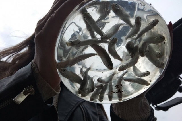    Численность омуля в Байкале постепенно растёт, однако и браконьеры не дремлют. Фото: Правительство Иркутской области