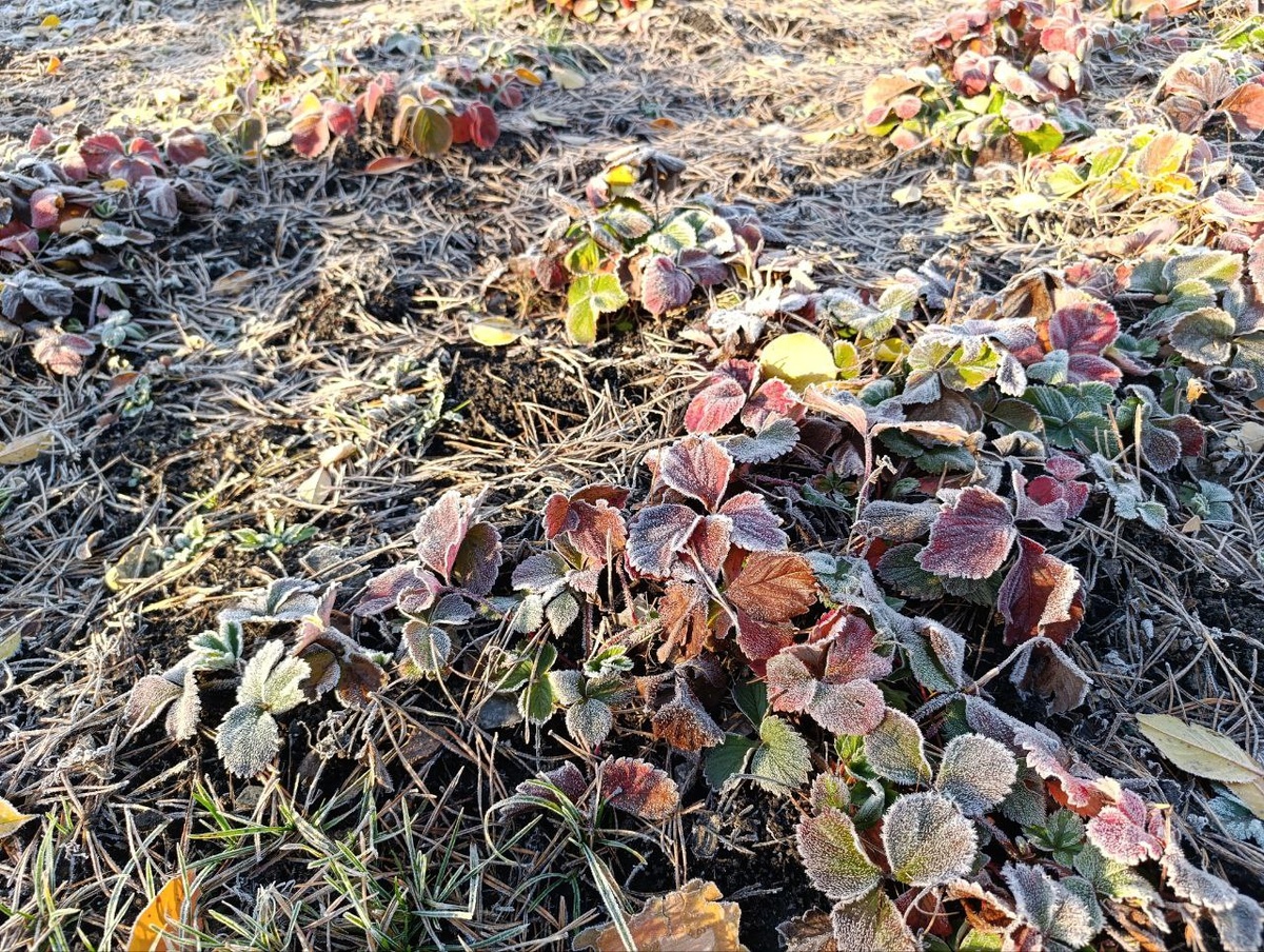 Первые заморозки в этом году тут "поймали".