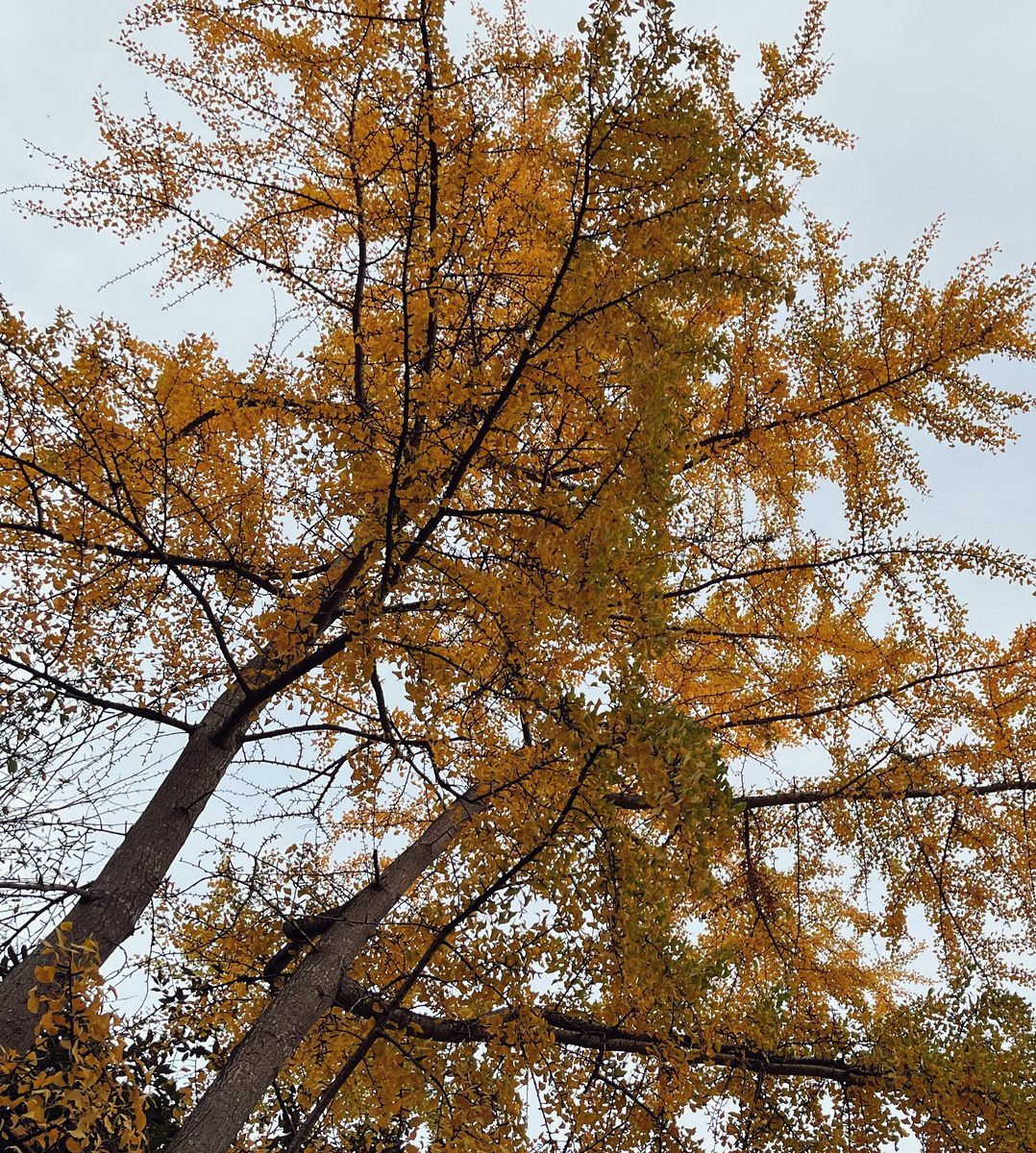гинкго билоба