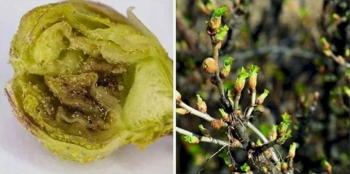 Источник фото: dzen.ru